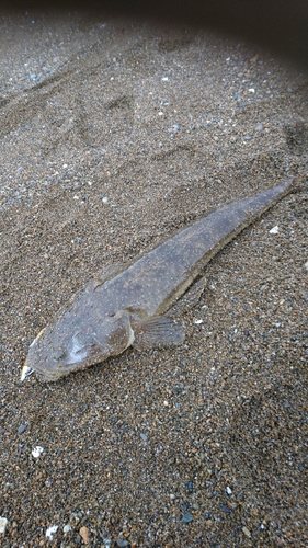 マゴチの釣果