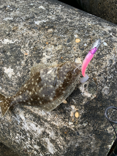 ヒラメの釣果