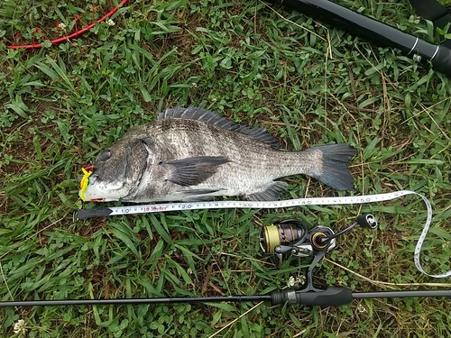 チヌの釣果