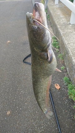 ナマズの釣果