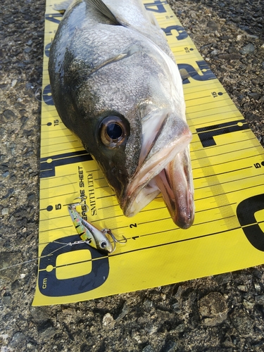 シーバスの釣果