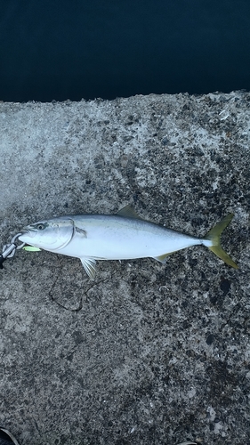 ハマチの釣果