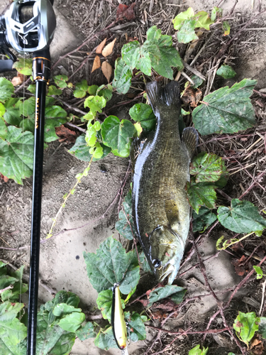 スモールマウスバスの釣果