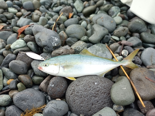 ワカシの釣果