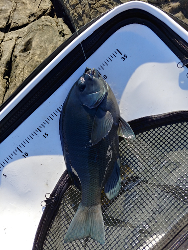 クチブトグレの釣果