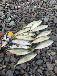 ワカナゴの釣果