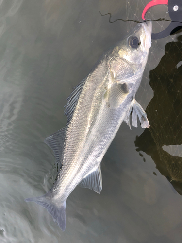 フッコ（マルスズキ）の釣果