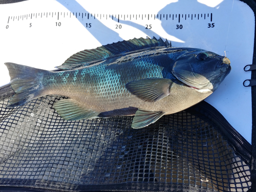 クチブトグレの釣果