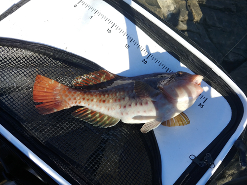 ブダイの釣果