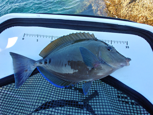 ニザダイの釣果