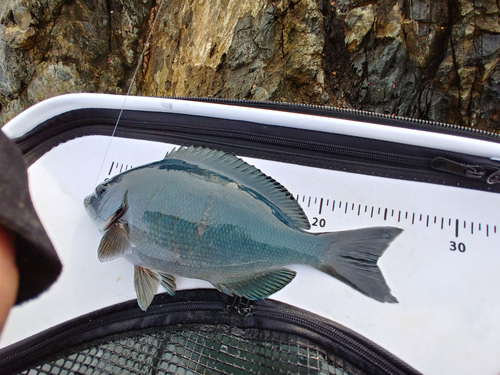 クチブトグレの釣果