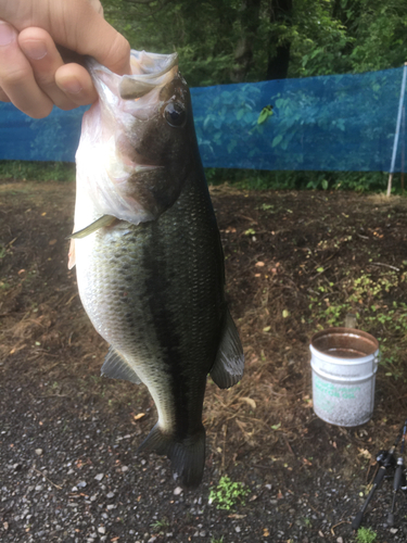 ラージマウスバスの釣果