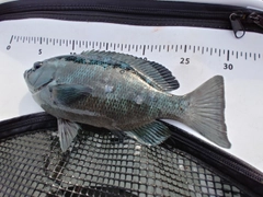 クチブトグレの釣果