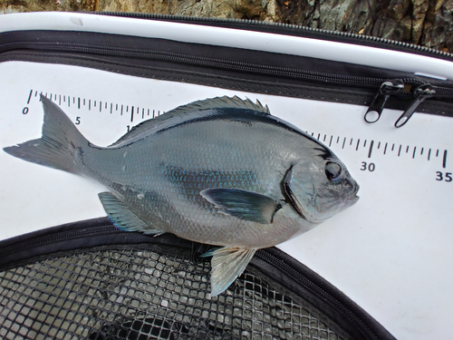 クチブトグレの釣果