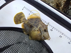 カワハギの釣果