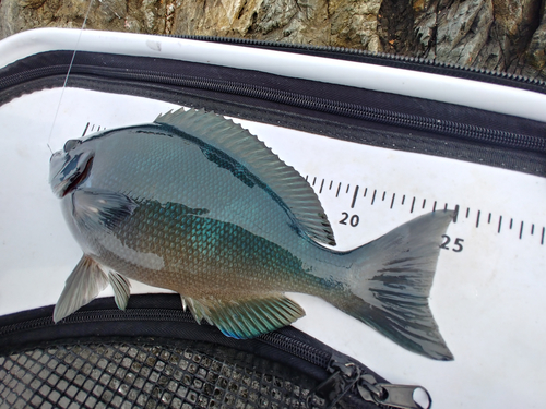 クチブトグレの釣果