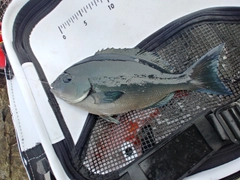 クチブトグレの釣果