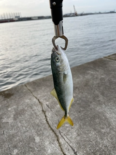 ツバスの釣果