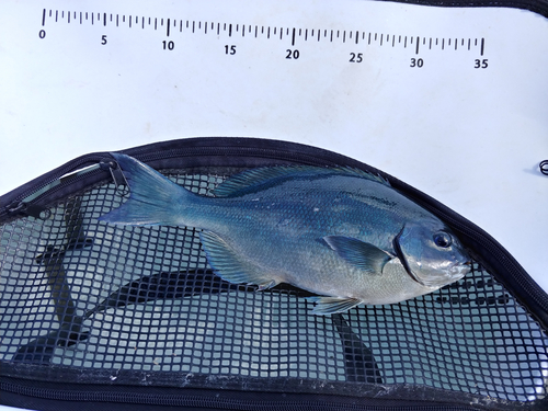 クチブトグレの釣果