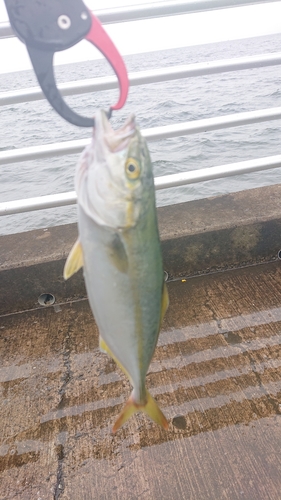 ワカシの釣果