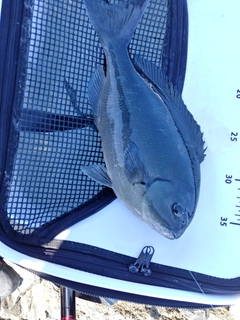 クチブトグレの釣果