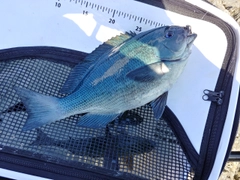 クチブトグレの釣果