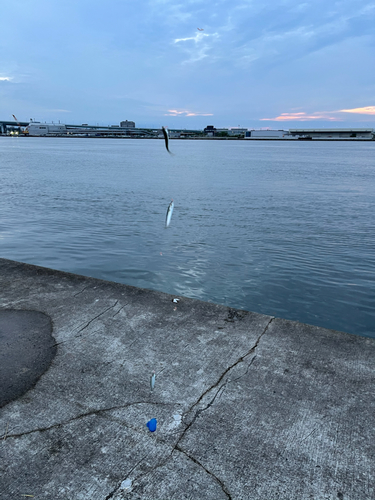 サバの釣果