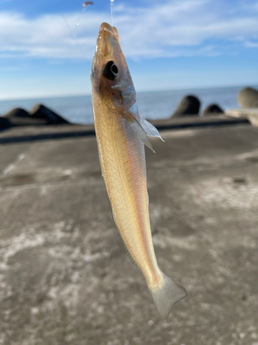 キスの釣果