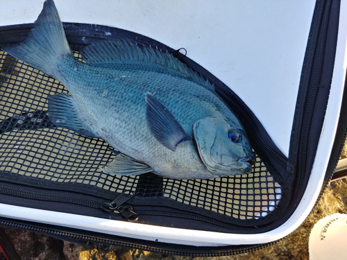 クチブトグレの釣果