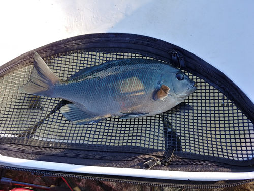 クチブトグレの釣果