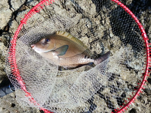 ニザダイの釣果