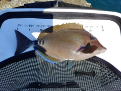 ニザダイの釣果