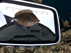 ニザダイの釣果