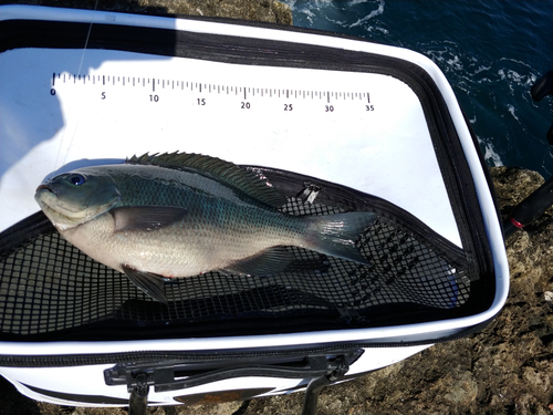 クチブトグレの釣果