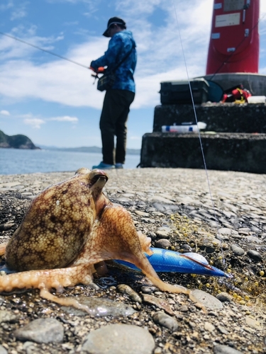 ネンブツダイの釣果