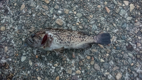 ムラソイの釣果