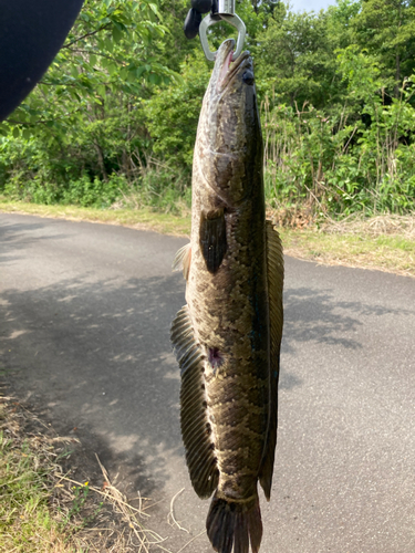 ライギョの釣果