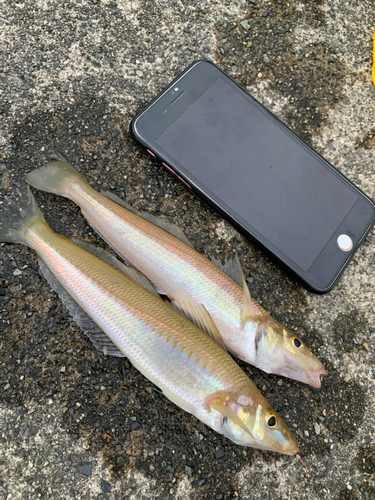 キスの釣果