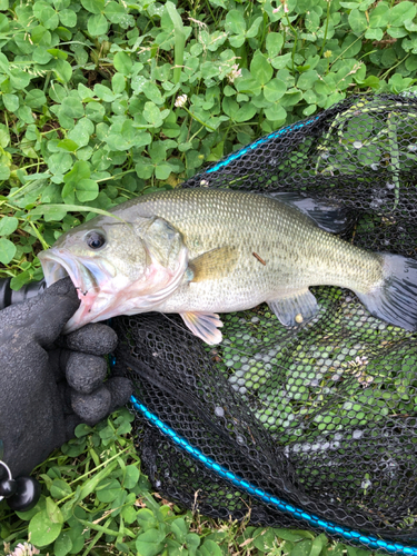 ラージマウスバスの釣果