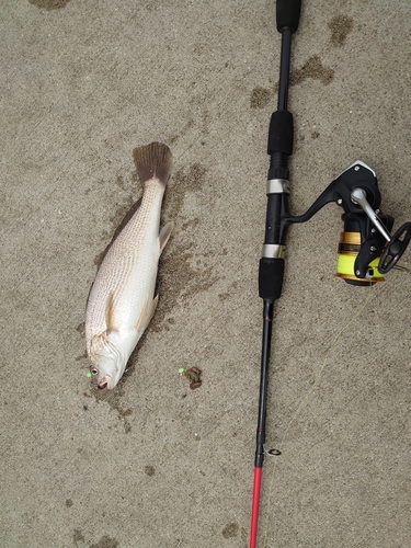 シログチの釣果