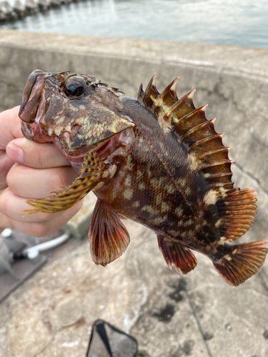 カサゴの釣果