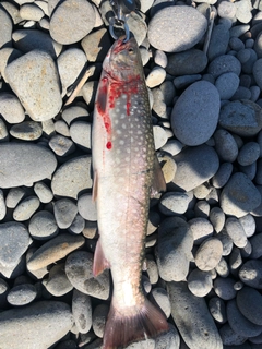 アメマスの釣果