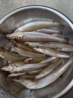 キスの釣果