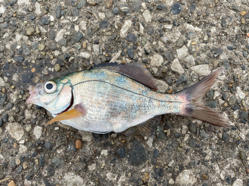 ウミタナゴの釣果