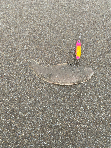 シタビラメの釣果