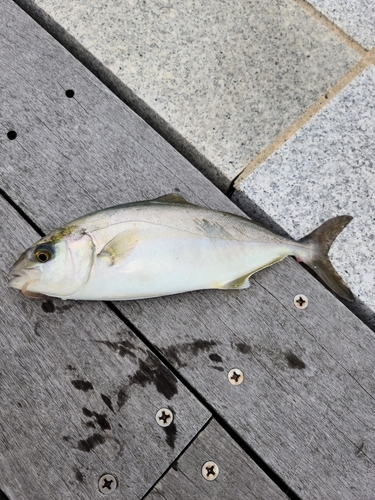 ショゴの釣果