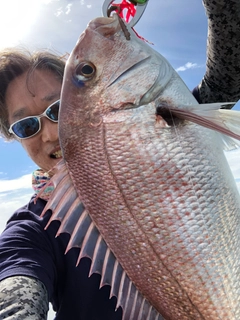 マダイの釣果