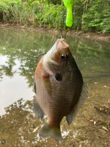 ブルーギルの釣果