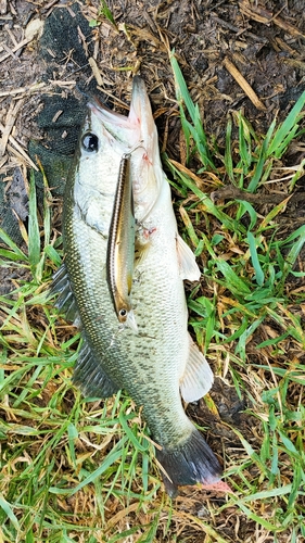 ブラックバスの釣果