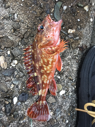 サバの釣果